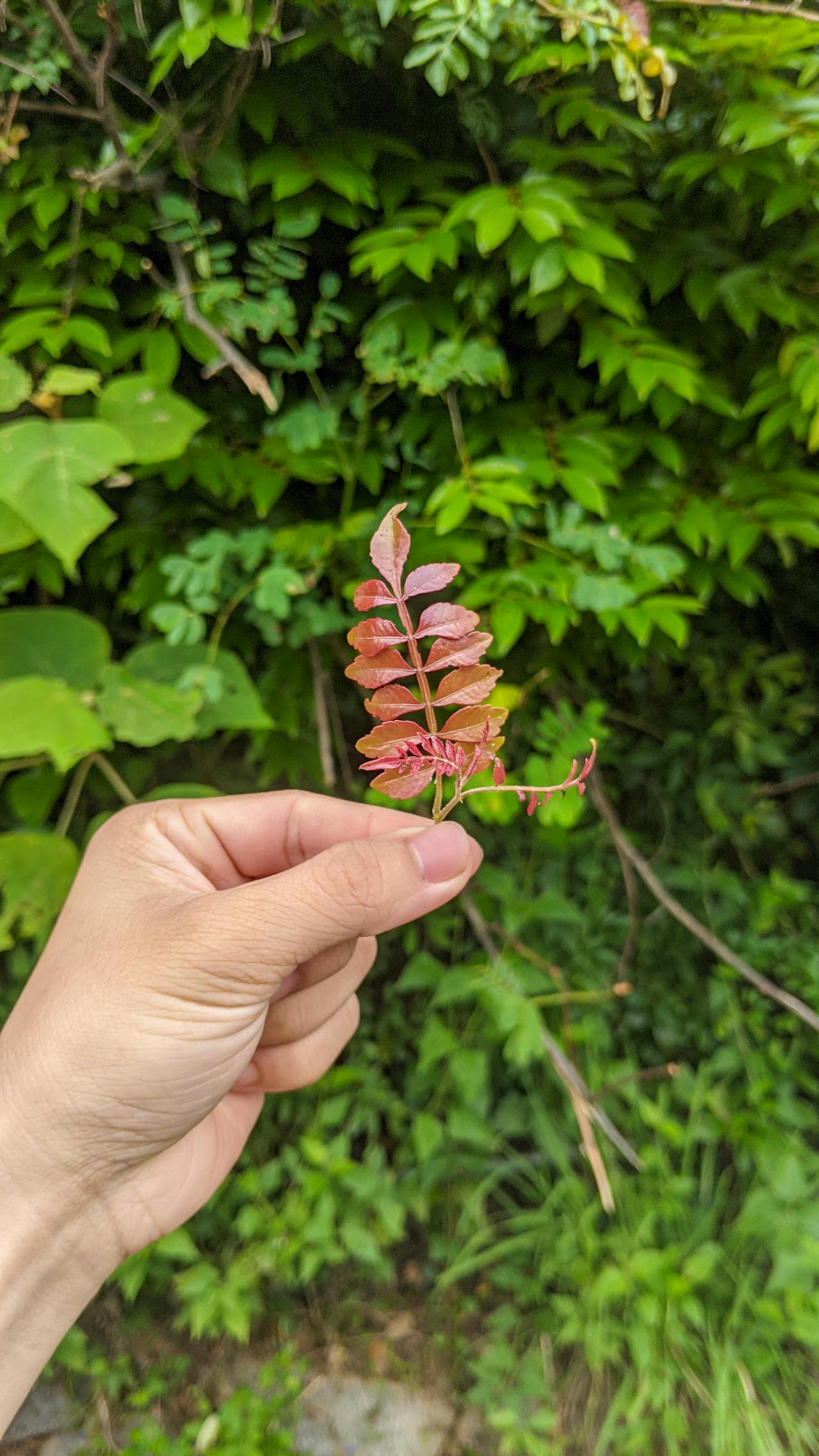 Giếng thở than | Chương 17