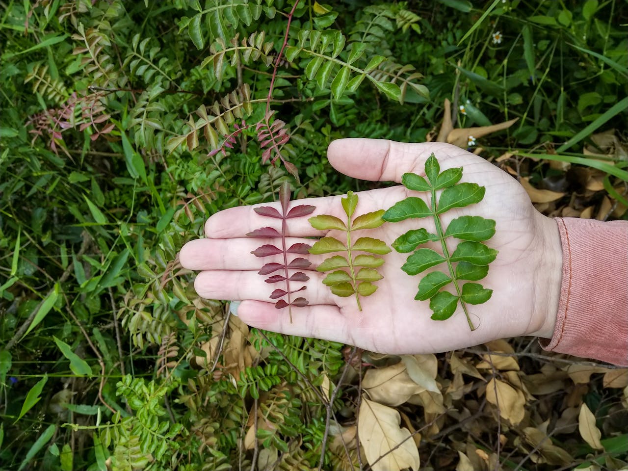 Cẩm nang du lịch Bến Tre