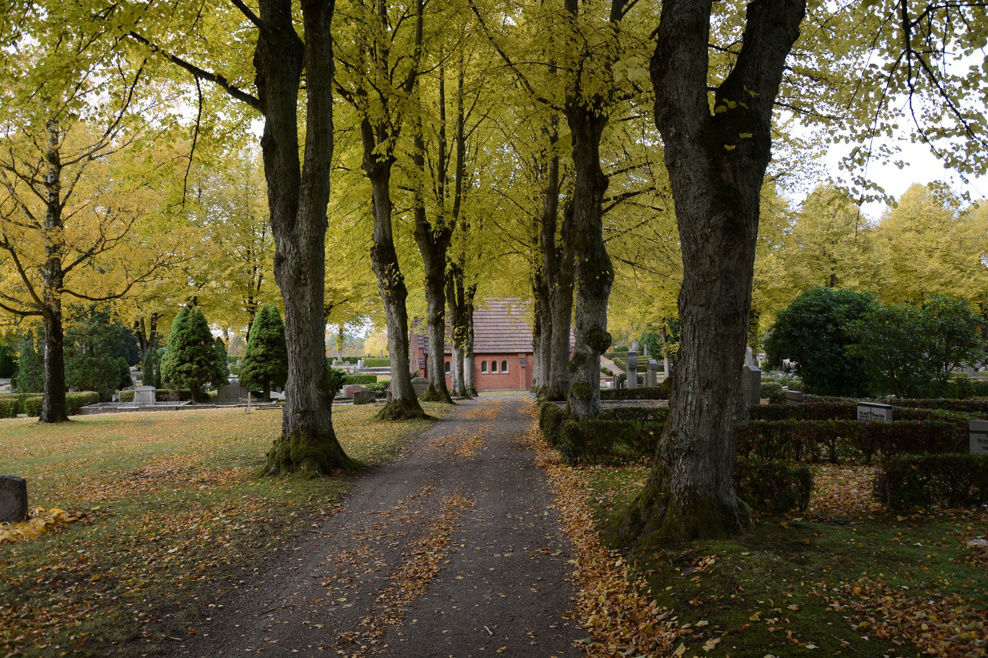 Sendero arbolado en un cementerio histórico con lápidas envejecidas