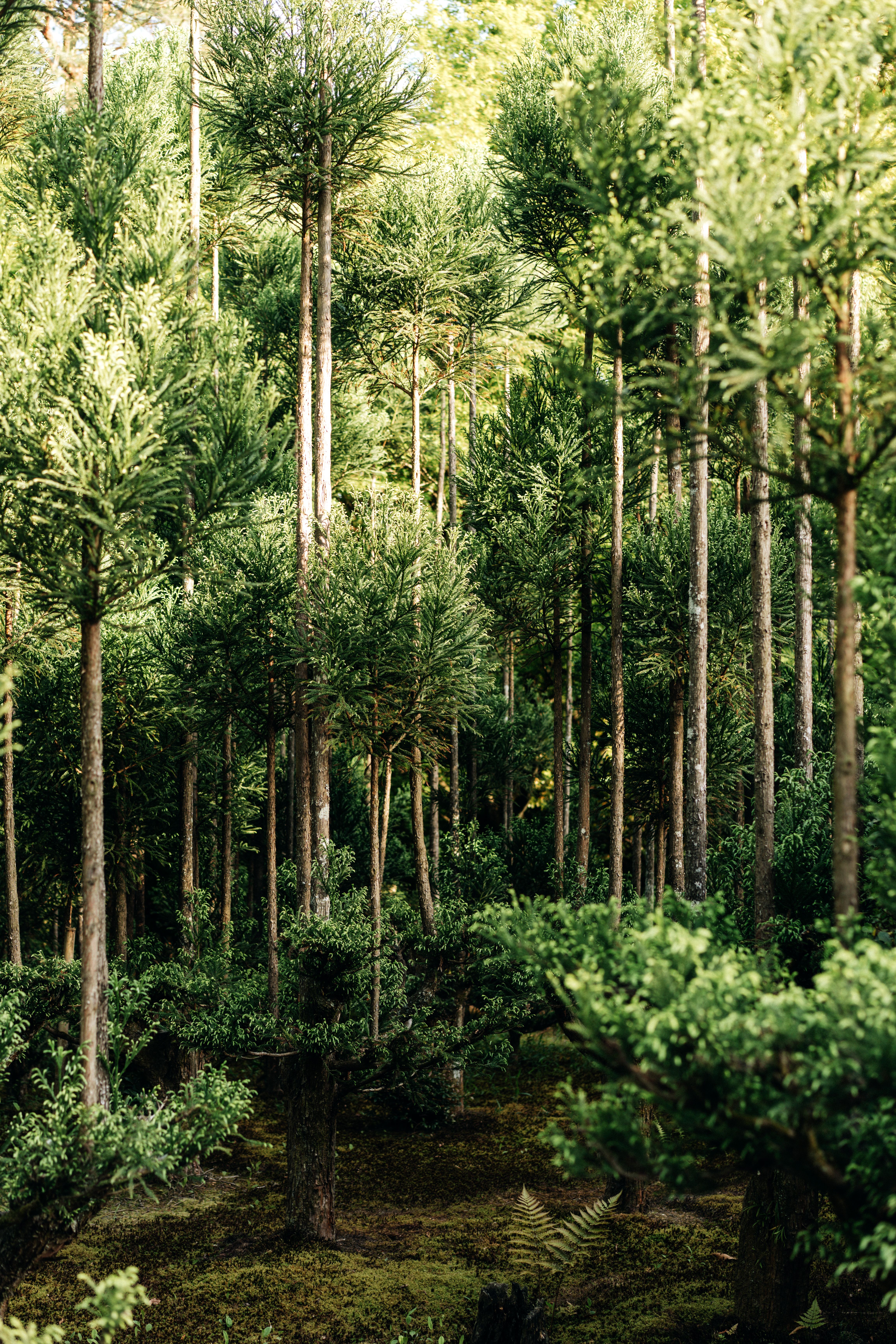 Serene view of tall trees in a lush Japanese forest, showcasing nature's tranquility.