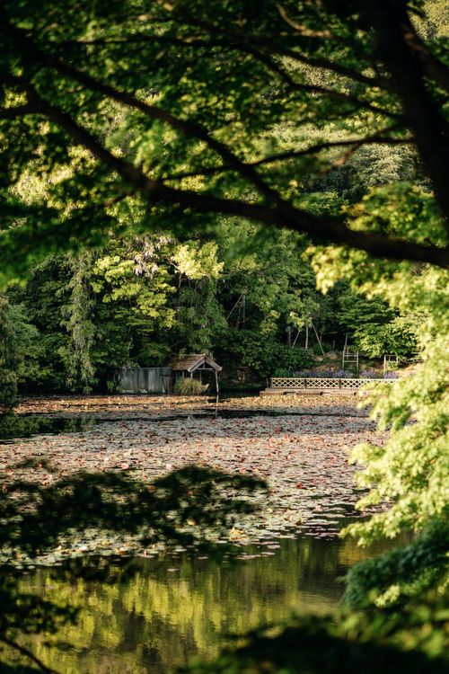 Free A peaceful Japanese garden pond surrounded by lush greenery, seen from a distance. Stock Photo
