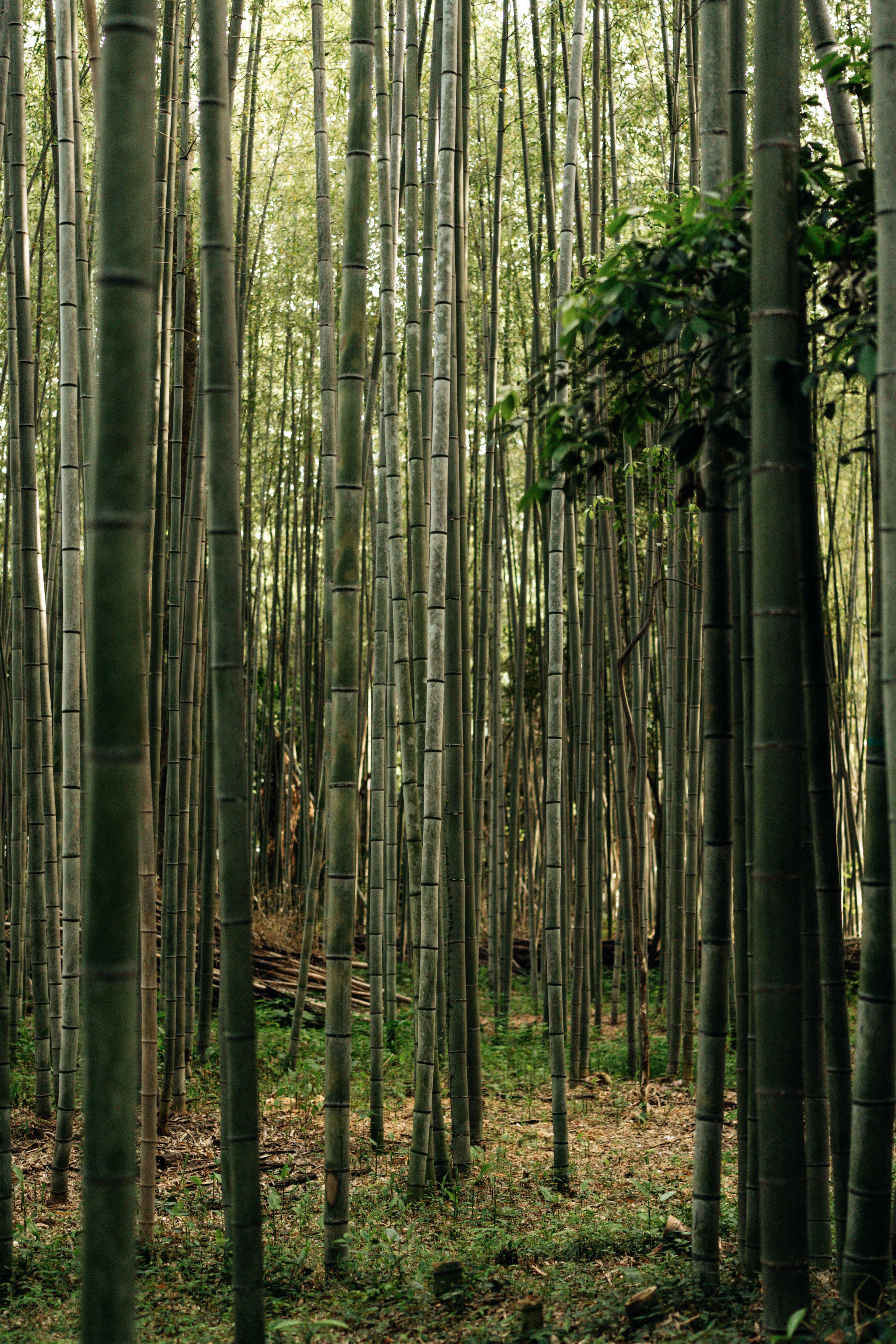 Tranquil Bamboo Grove in Arashiyama, Japan · Free Stock Photo