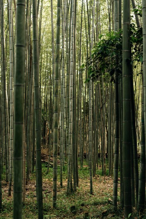 Free A serene view of towering bamboo trees in Arashiyama Bamboo Grove, Kyoto, Japan. Stock Photo