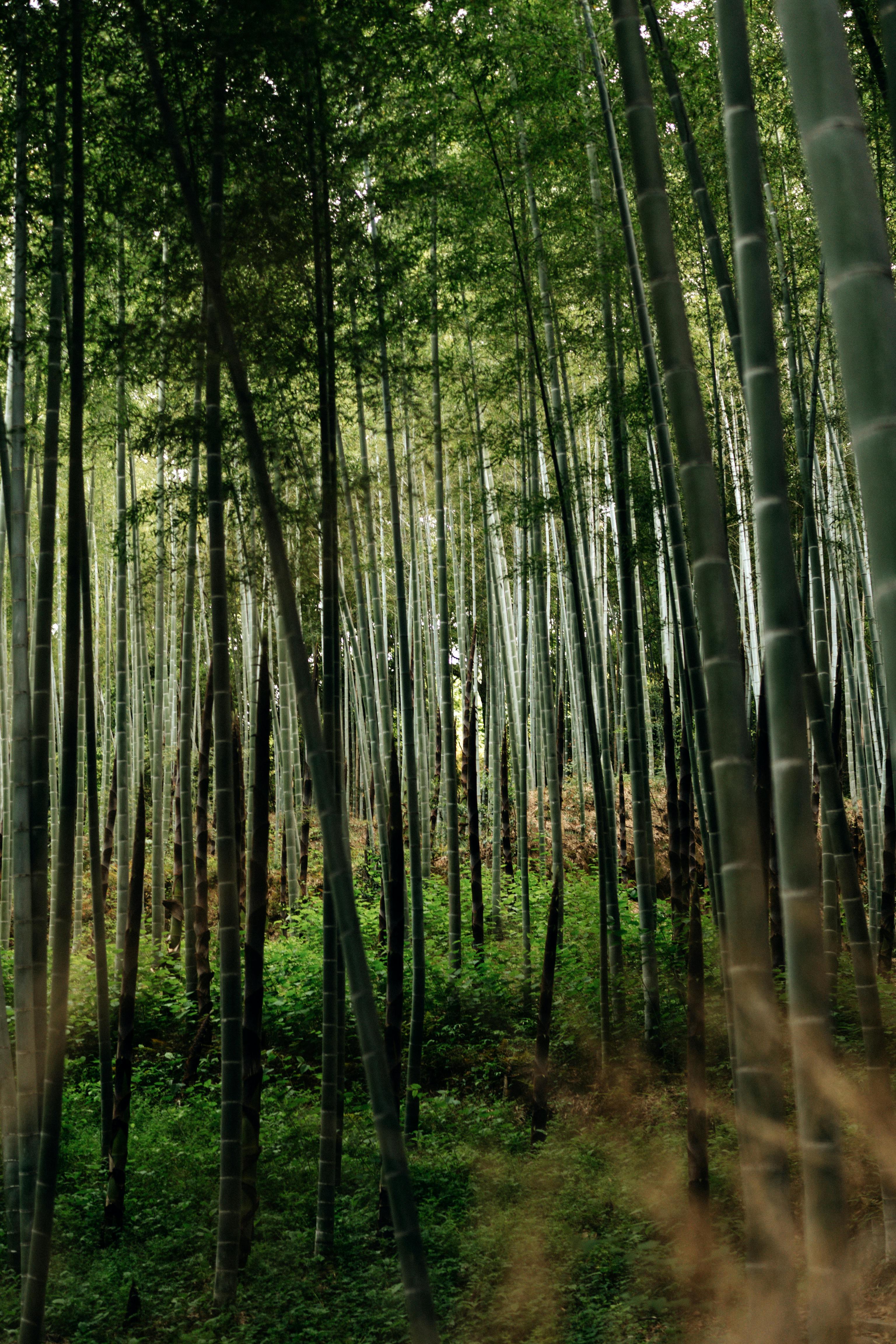 Tall bamboo walkway in Arashiyama, Kyoto.