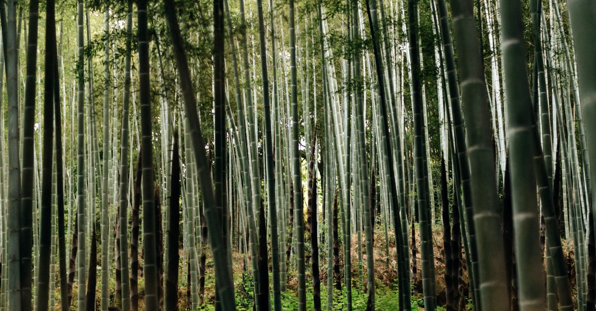 Tall bamboo walkway in Arashiyama, Kyoto.