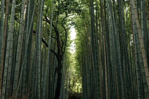 Arashiyama bamboo and Tenryu-ji walk — Kyoto