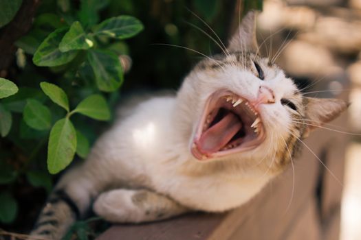 Catnip Sensitivity and Its Effects on Feline Behavior