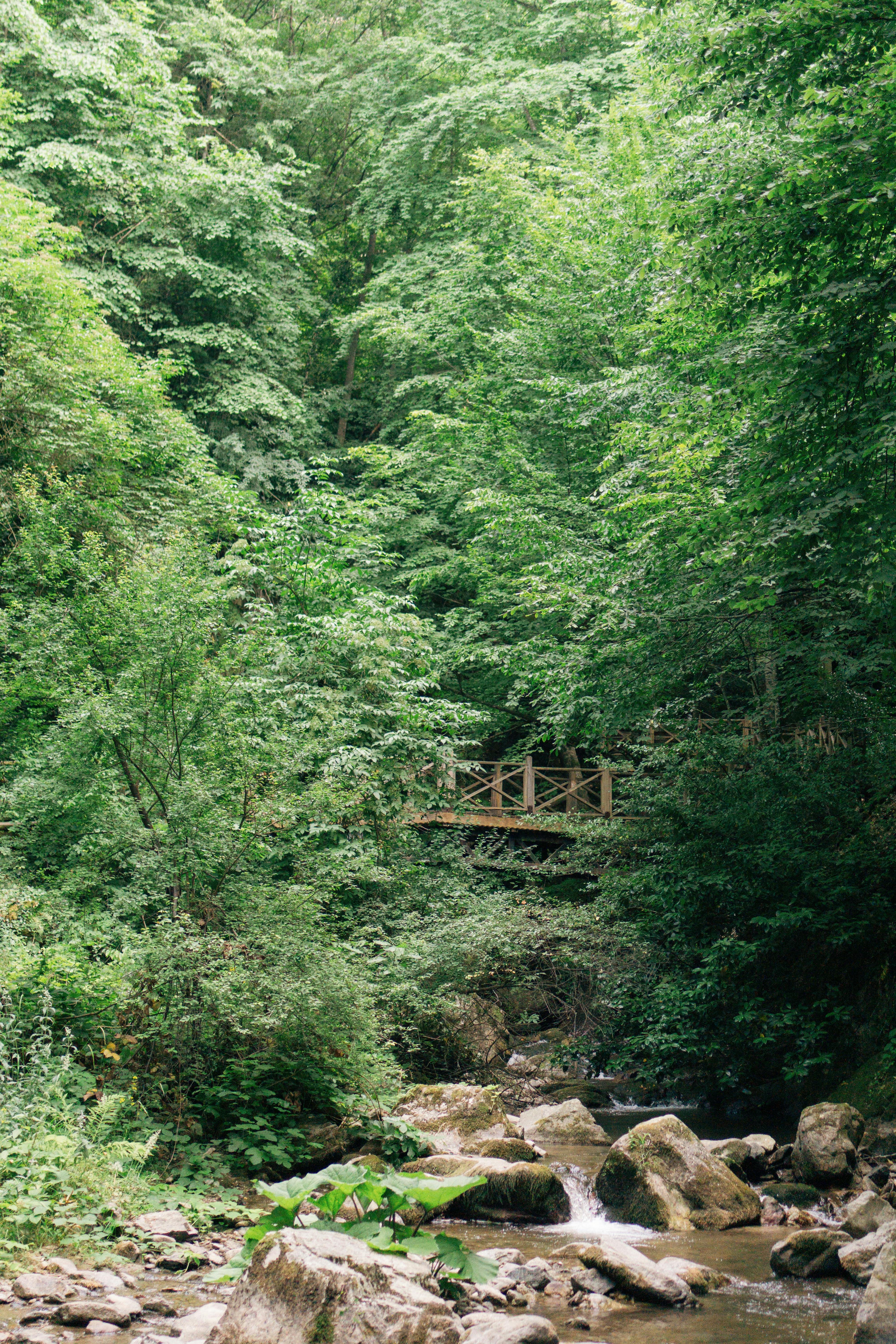 A serene forest scene featuring a wooden bridge over a flowing stream surrounded by dense greenery.