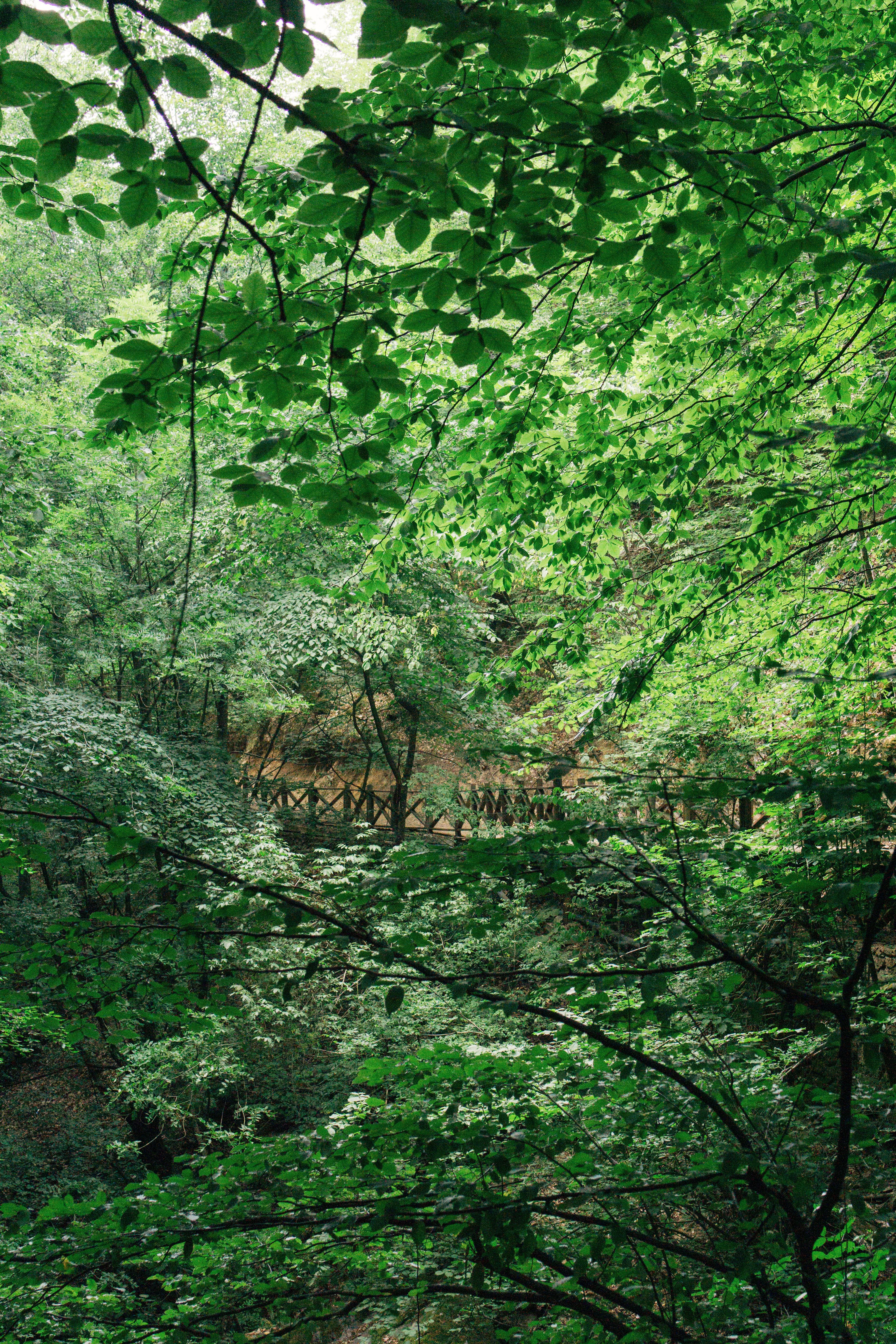 Lush Green Forest with Wooden Bridge in Spring · Free Stock Photo