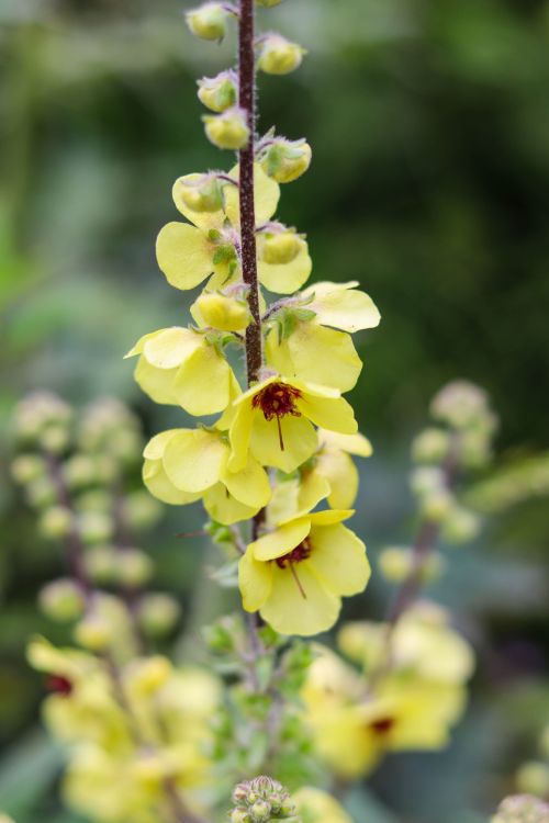 Free Vivid close-up of blooming yellow Verbascum flowers with green foliage. Stock Photo