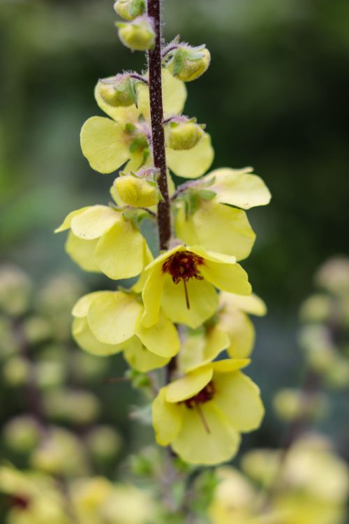Free Vibrant yellow mullein flowers captured in a lush outdoor setting, showcasing nature's elegance. Stock Photo