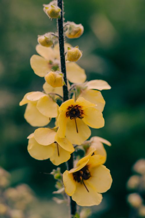 Free Detailed view of a vibrant yellow Verbascum flower blooming in natural light. Stock Photo