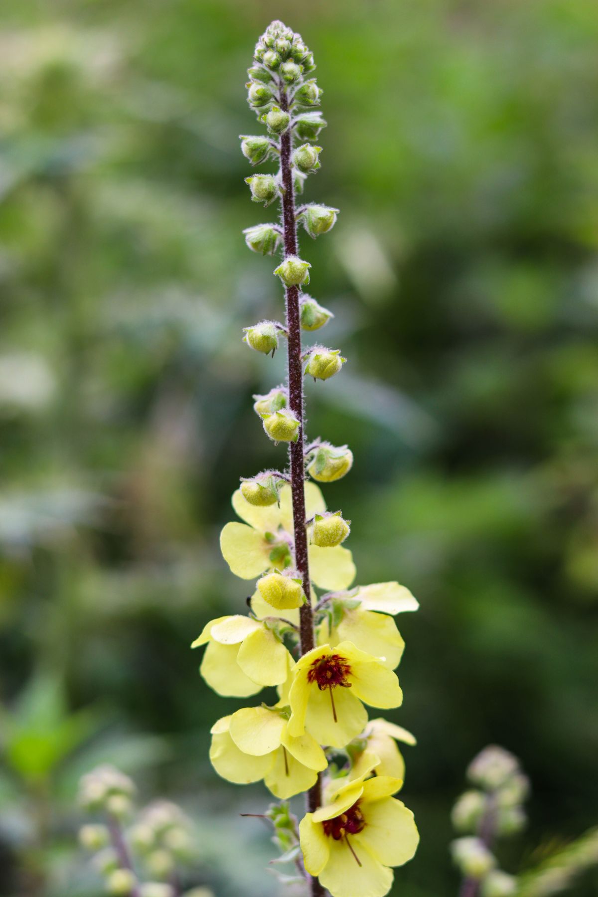 Fresh green mullein leaves