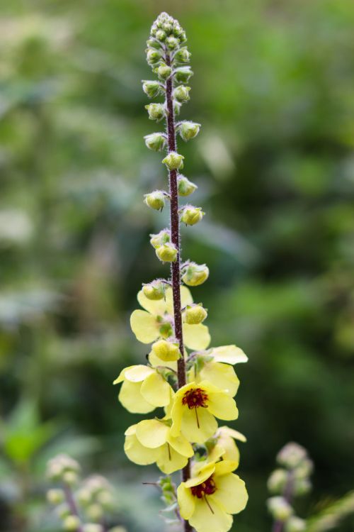 Free Vibrant yellow mullein flower spike with soft-focus green background outdoors. Stock Photo