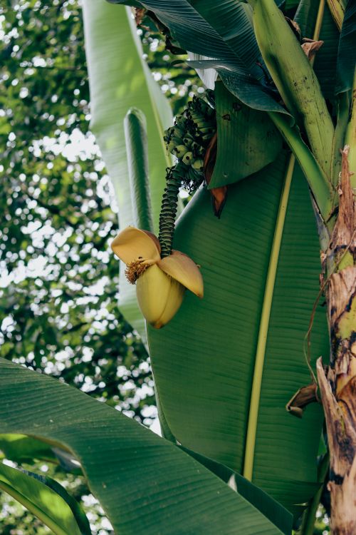 Free A detailed view of a banana tree with its large green leaves and unripe bananas in an outdoor setting. Stock Photo