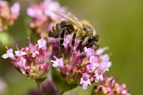 Free Macro shot of a honeybee gathering pollen from vibrant purple wildflowers in a summer garden. Stock Photo