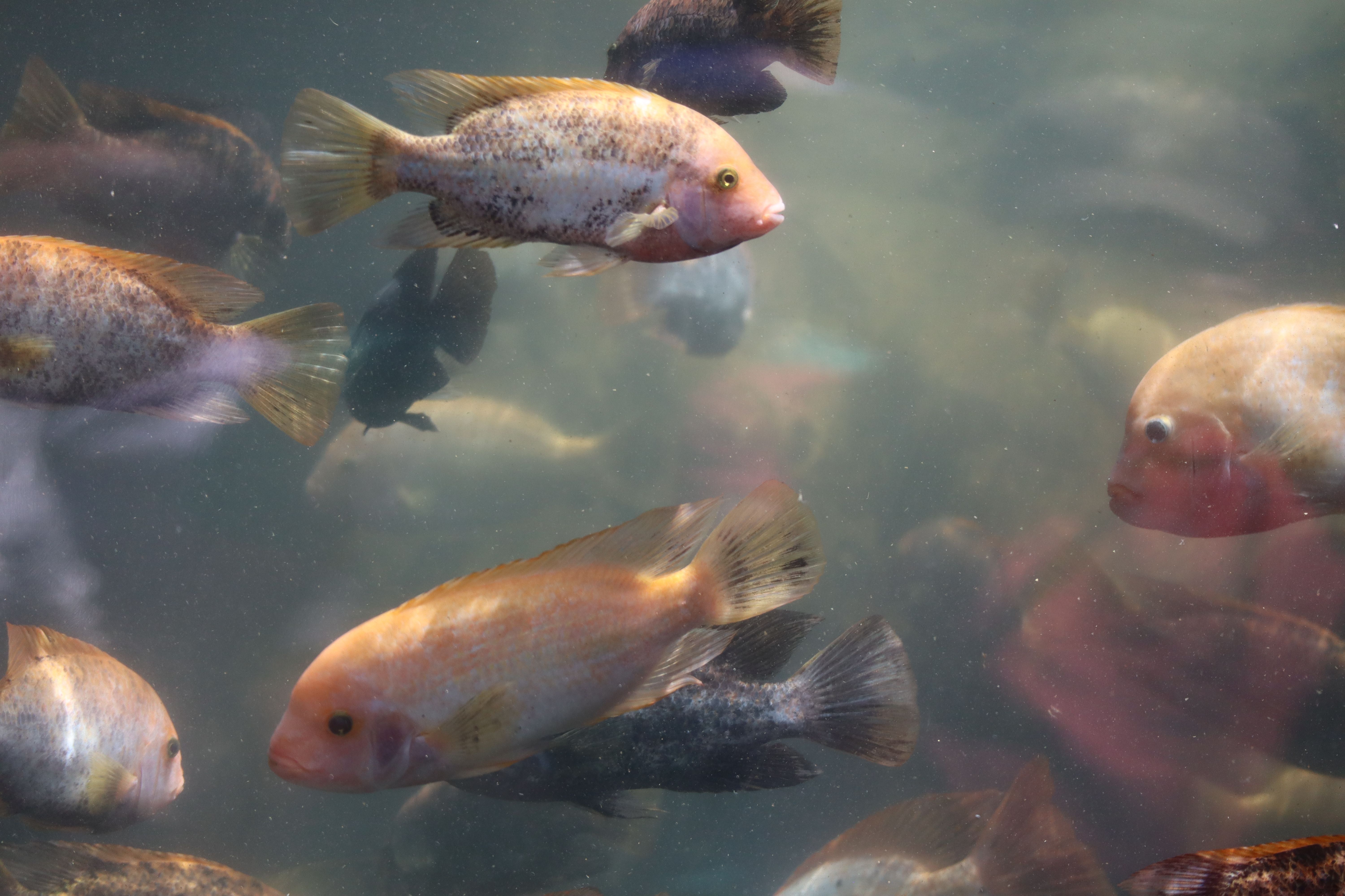 Underwater view of various fish species in a public aquarium, Puerto de la Cruz.