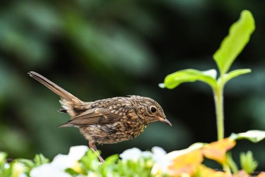 A small bird perched on a plant in a garden, showcasing its delicate feathers and vibrant greenery.