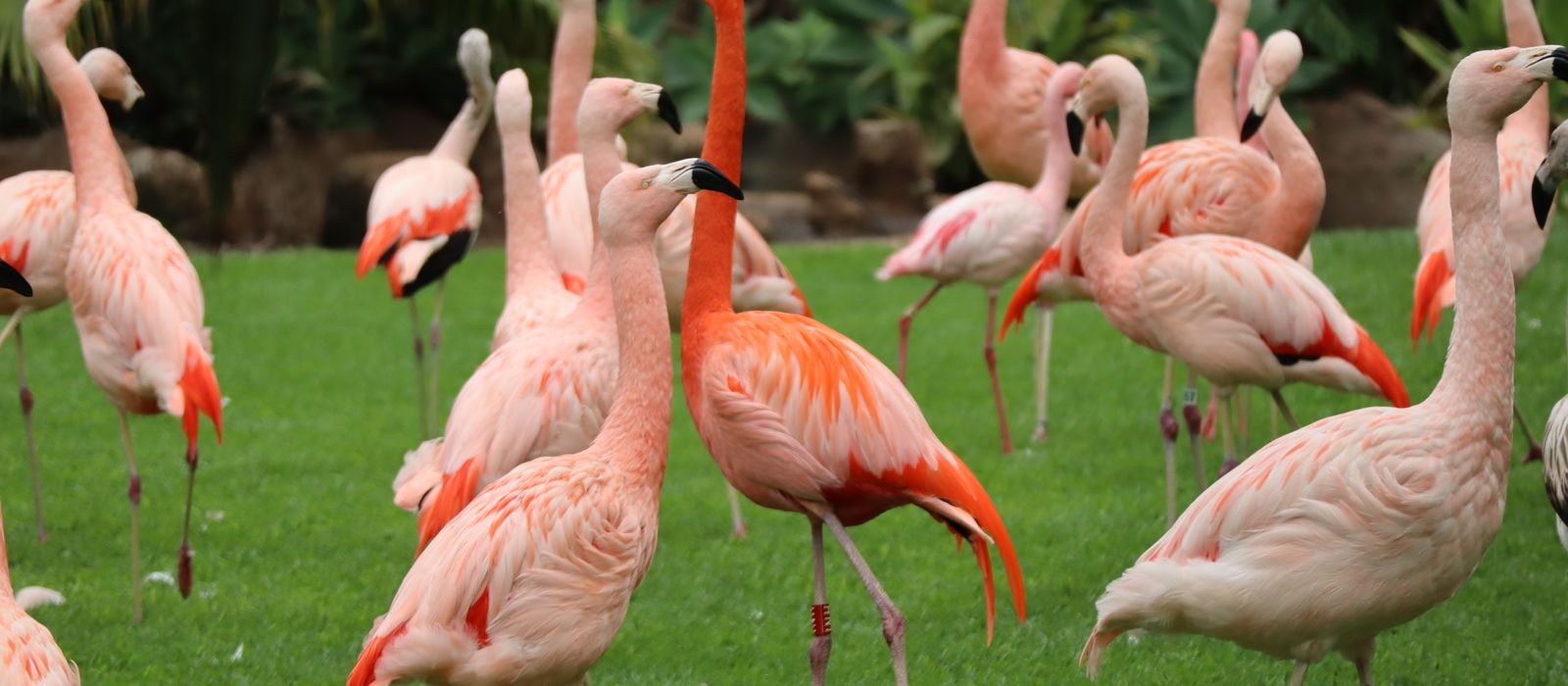 A group of pink flamingos standing on green grass at Loro Parque, Canarias, Spain.