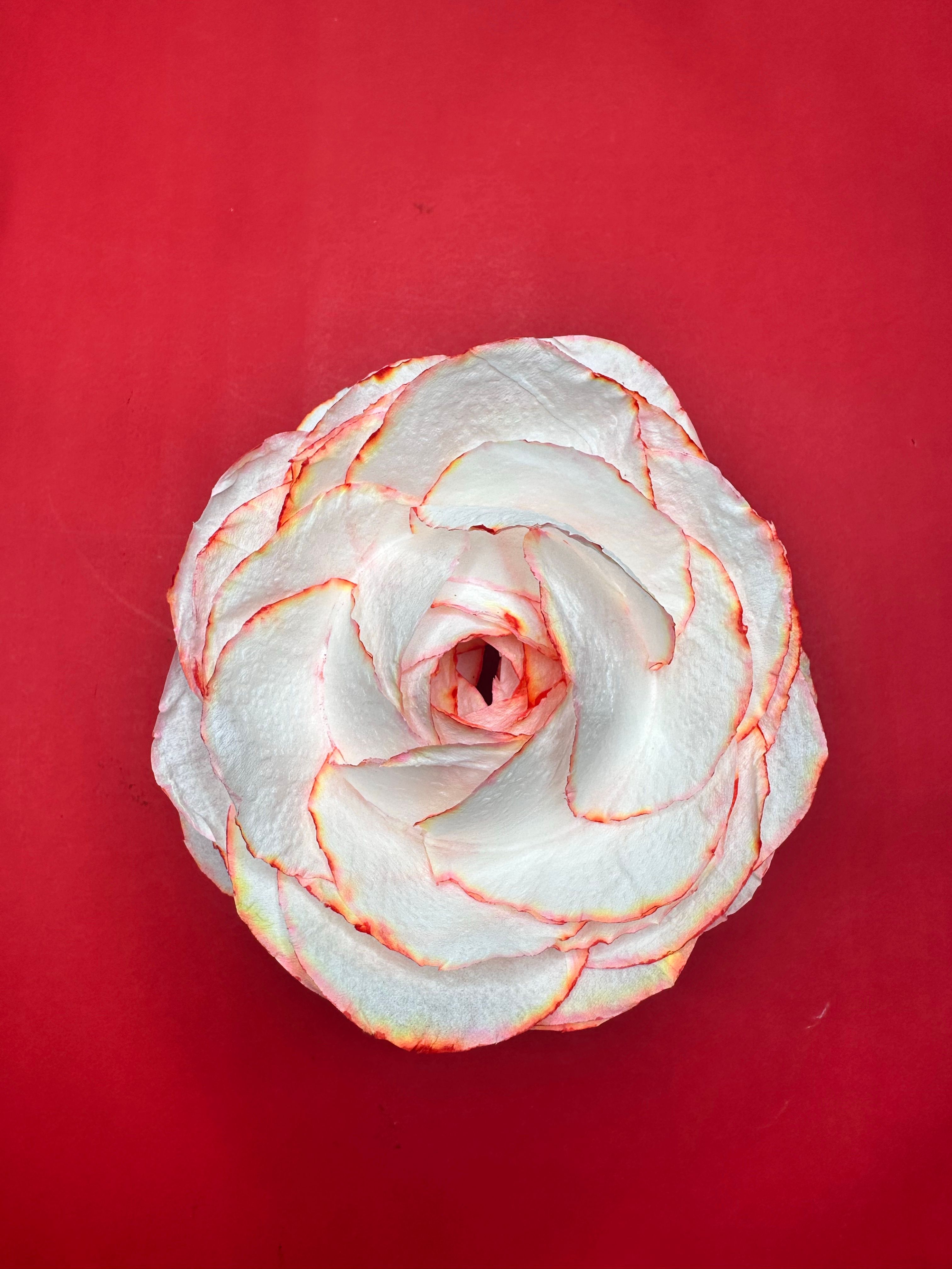 A carved white onion resembling a rose against a vibrant red background.