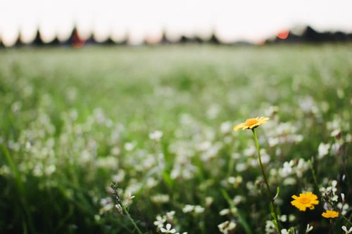 Free Beautiful yellow flower blooming in a lush green field, epitomizing the essence of spring. Stock Photo