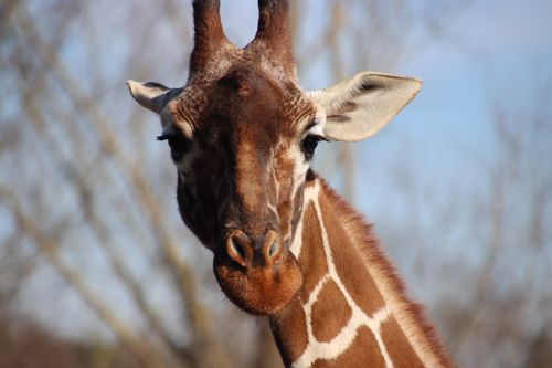 Free An intriguing close-up of a giraffe in its natural habitat, showcasing its unique markings. Stock Photo