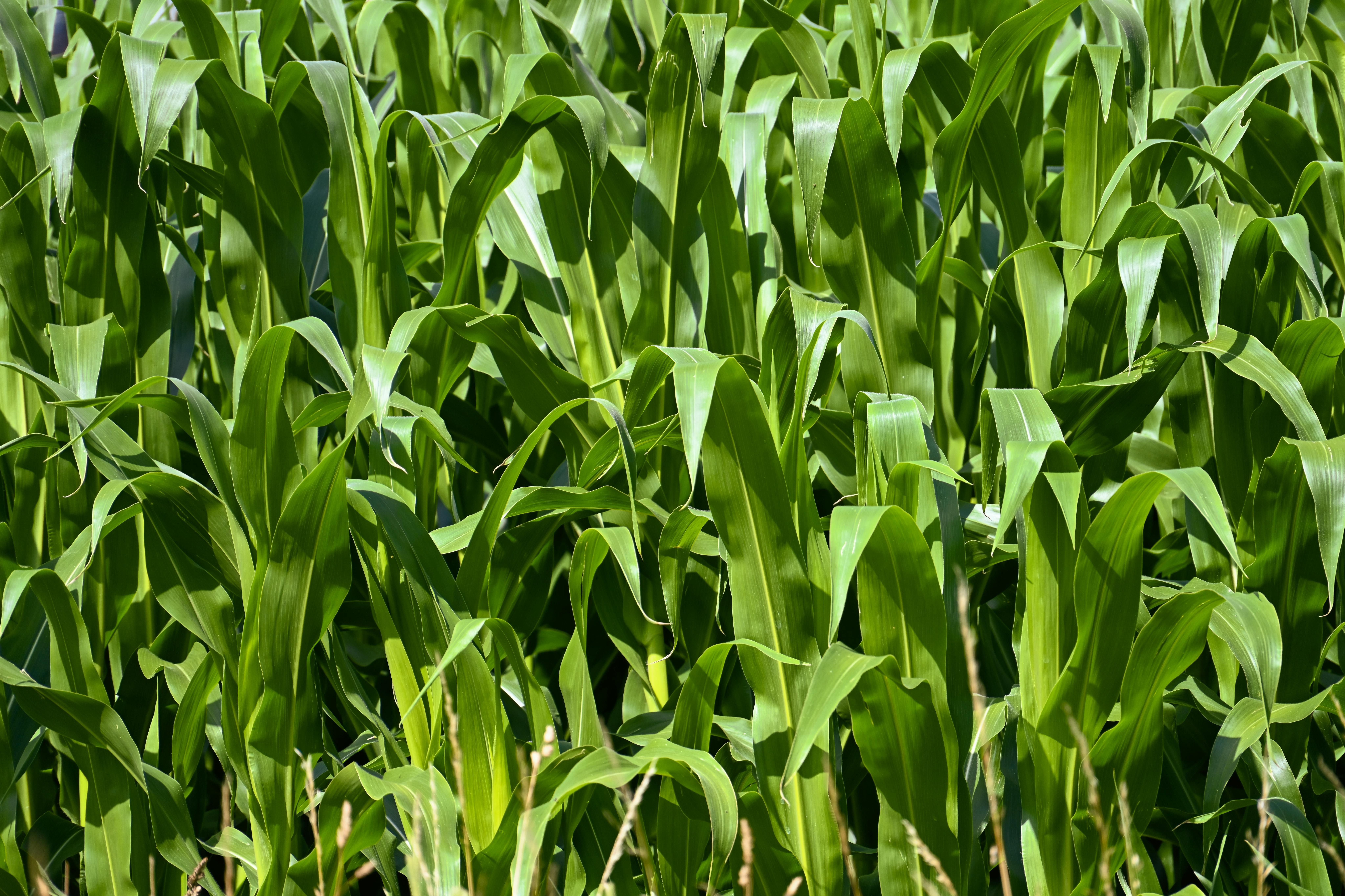National Corn Growers Association and Ag Data Transparent Release Transparency Principles for Ag Carbon — Photo by Alexas Fot