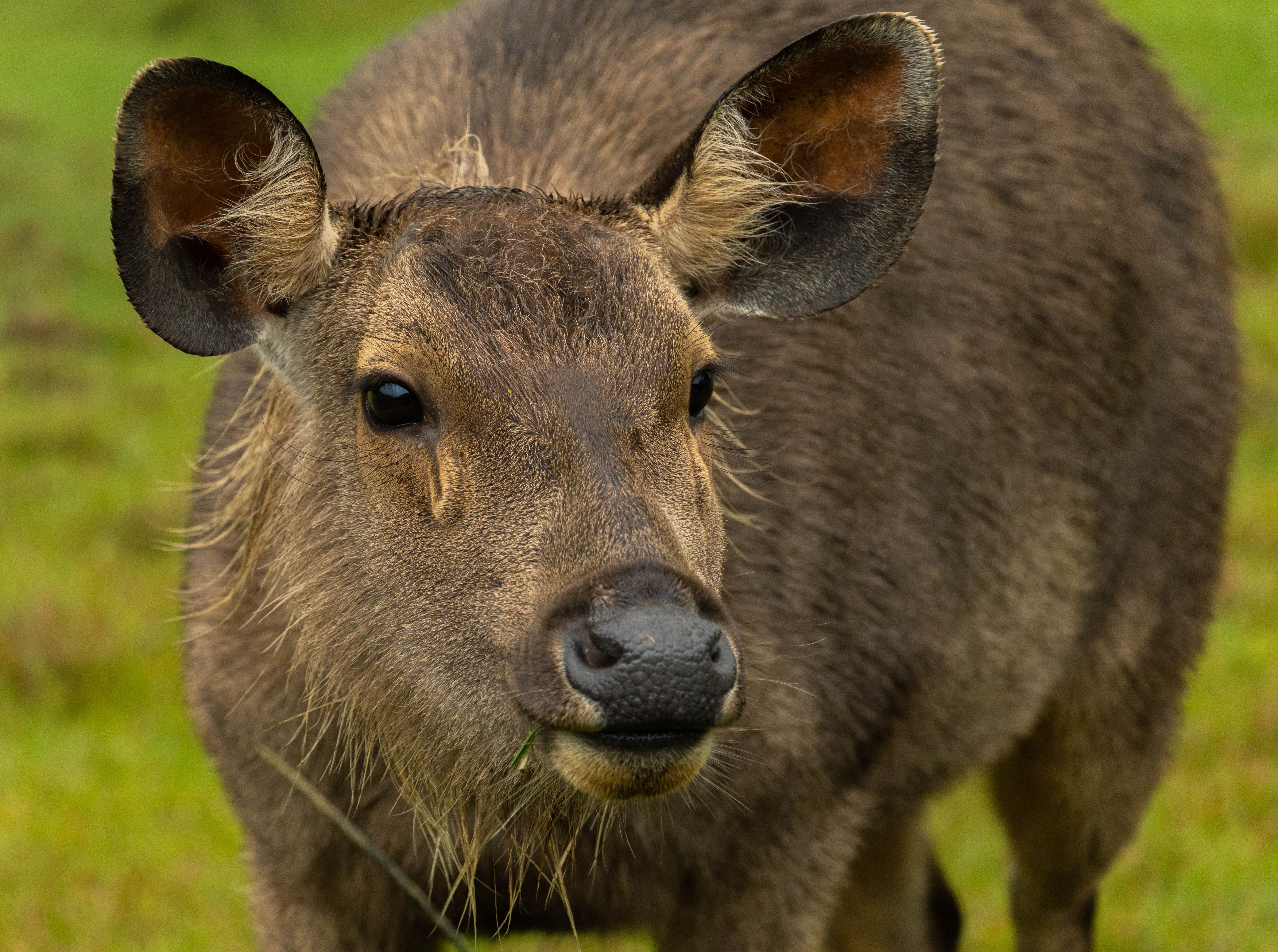 Detailed close-up of a Sambar deer in a grassy field, highlighting its natural beauty.