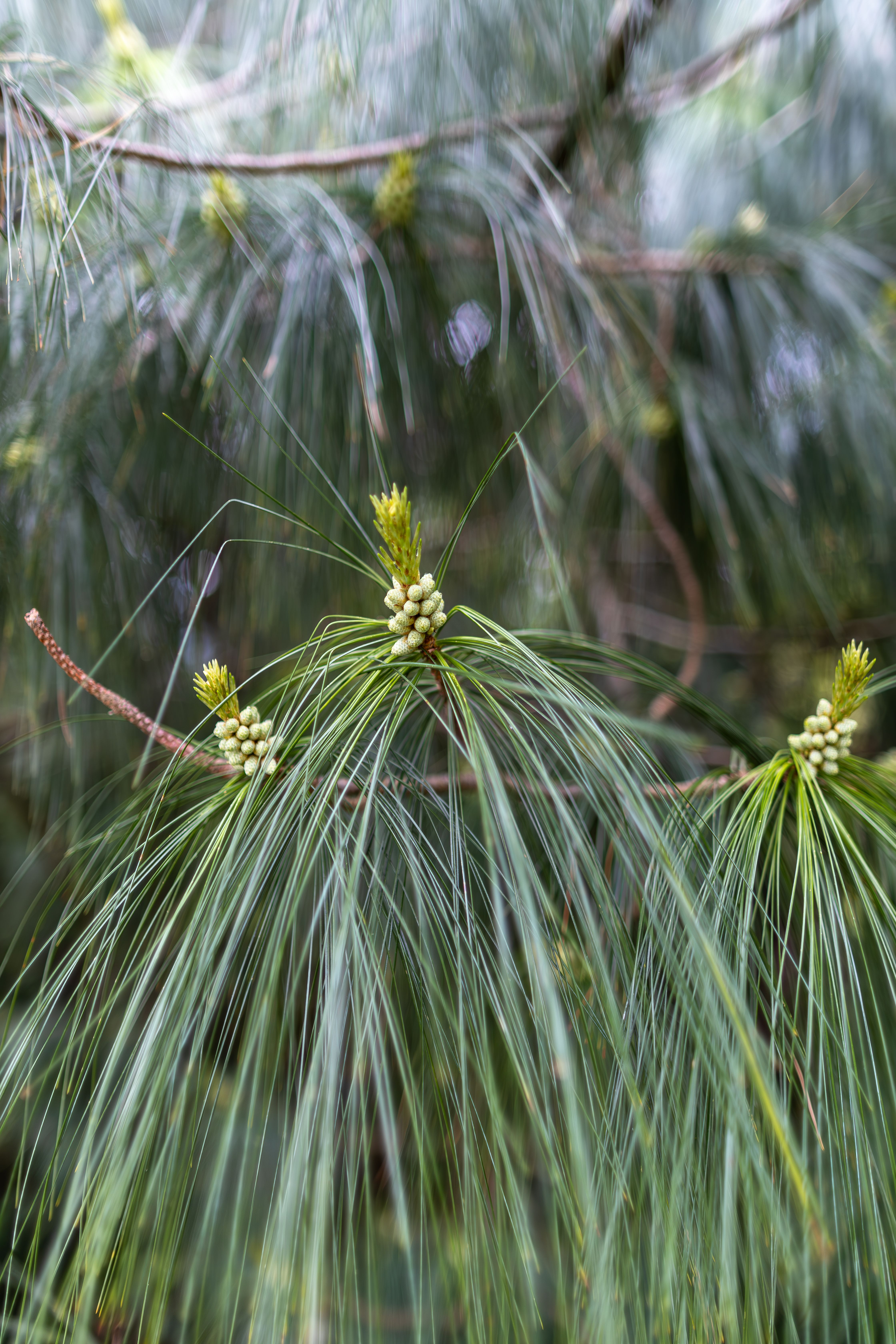 Close-Up of Pine Needles in a Lush Forest · Free Stock Photo