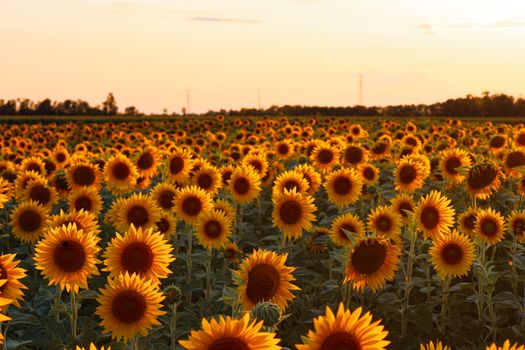 Beautiful sunflower field in Milan, Lombardia, glowing under the summer sunset.