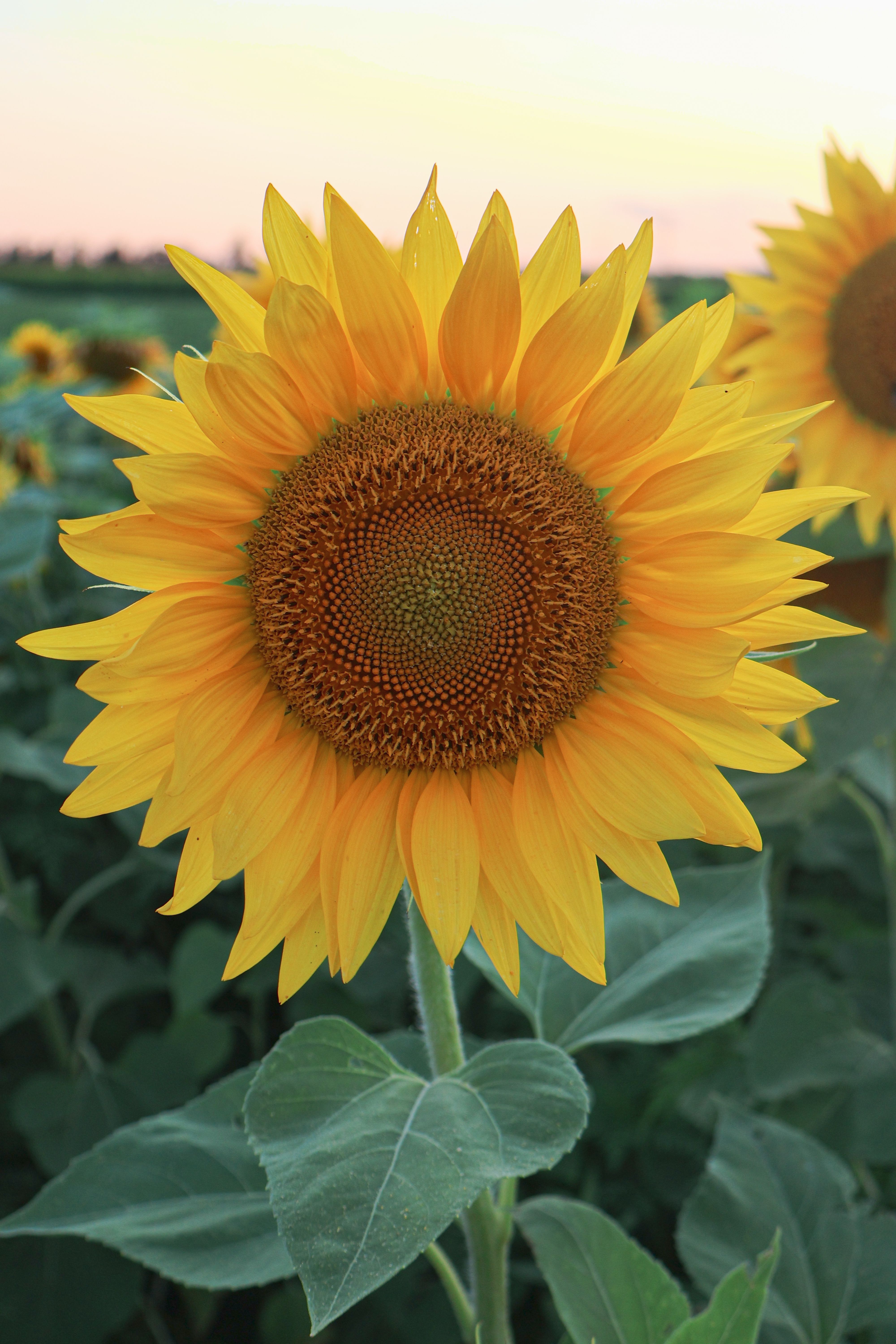 Vibrant Sunflower in Monza Sunlit Field · Free Stock Photo
