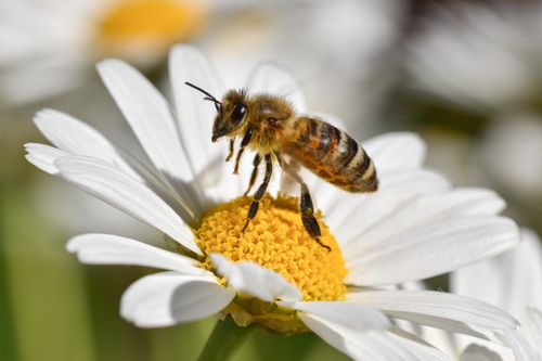 Free A honeybee gathers pollen from a daisy flower in a bright outdoor setting. Stock Photo