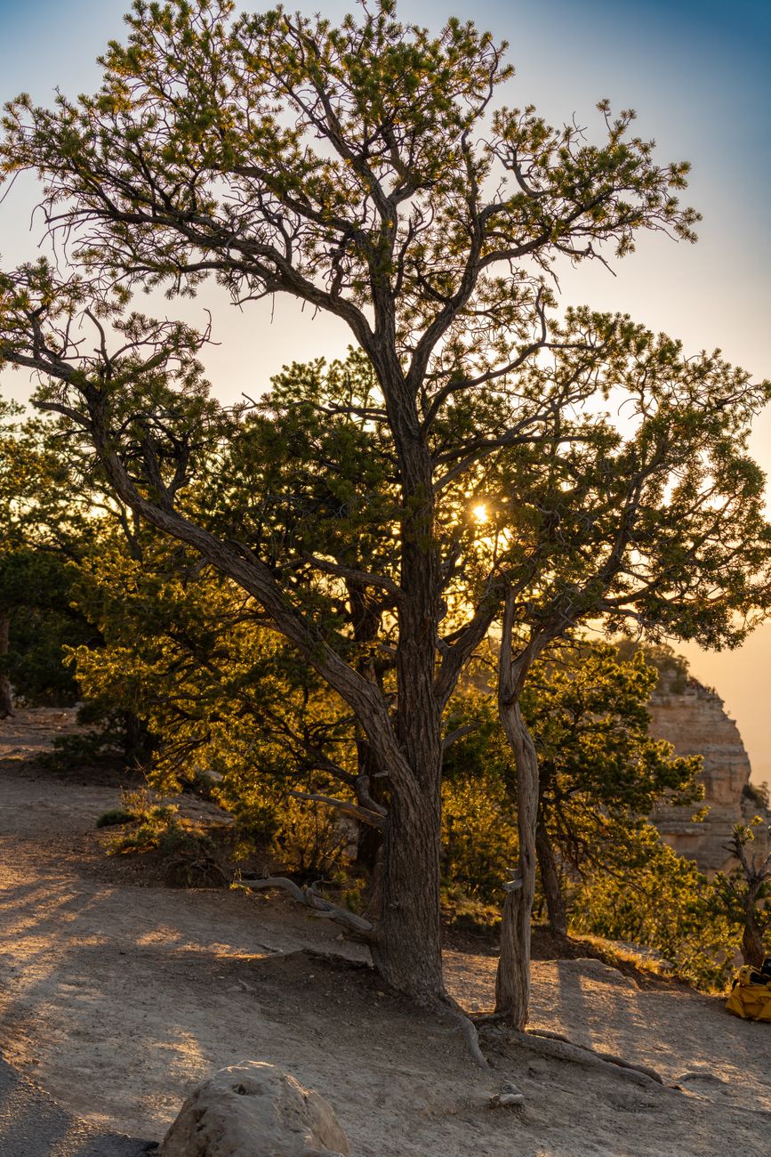 Sonnenuntergang & Baum in der Natur – Elegantes Landschaftsfoto