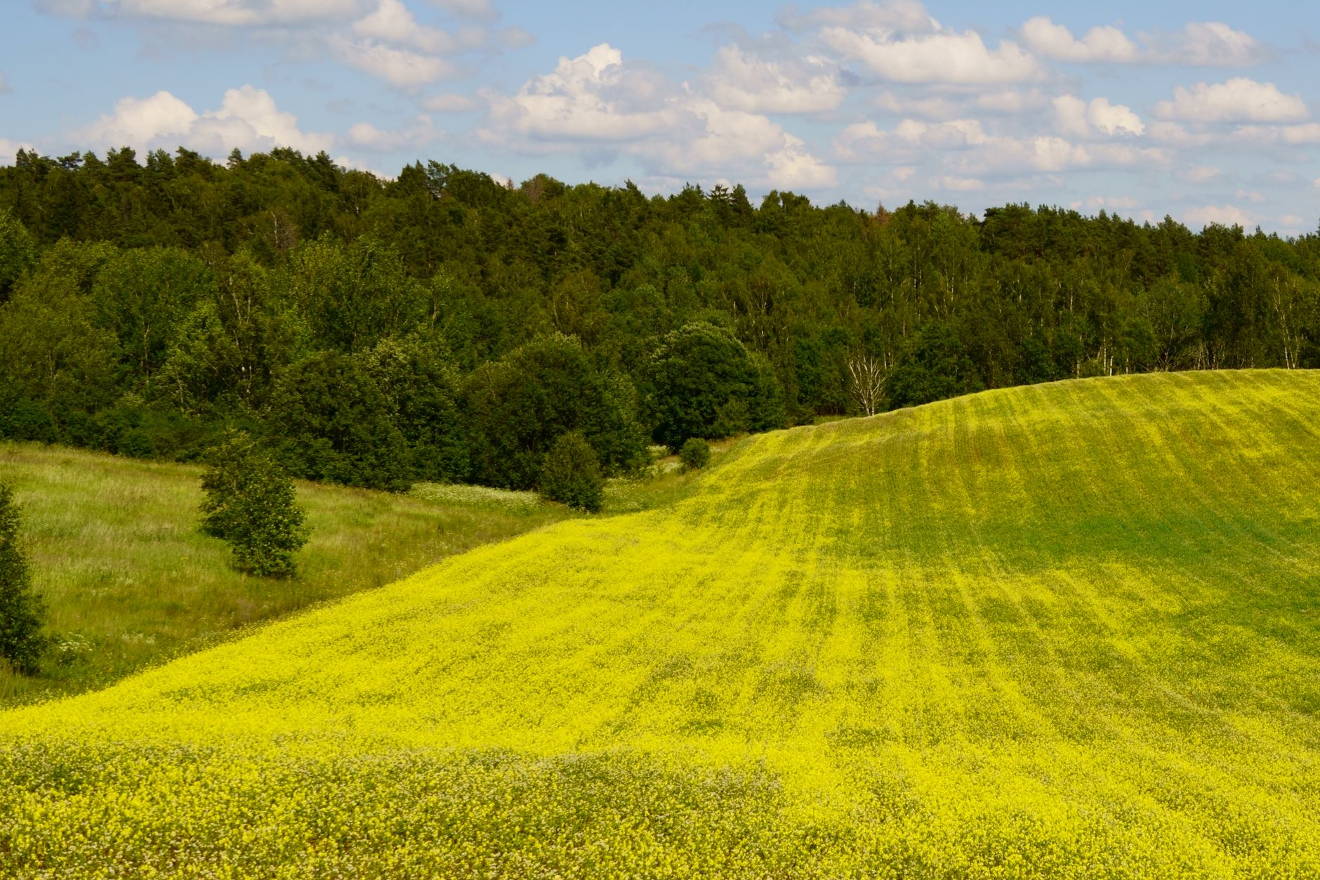 Lush yellow field with blue skies and clouds in Lithuania's countryside, ideal for nature themes.