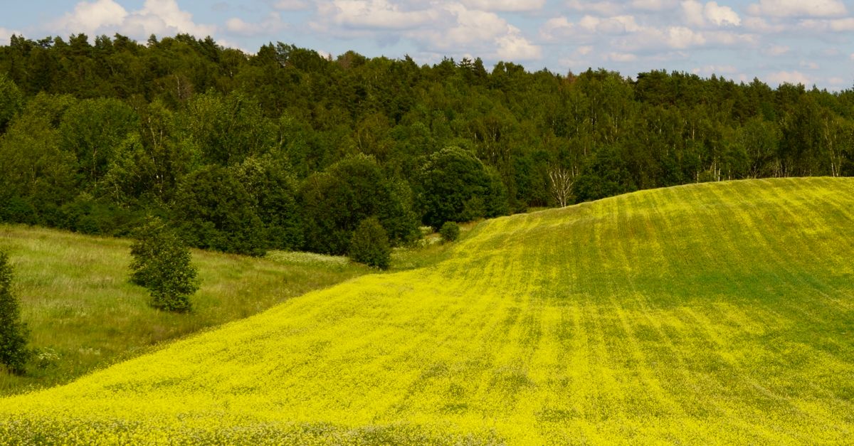 Modern landscape in rural Estonia