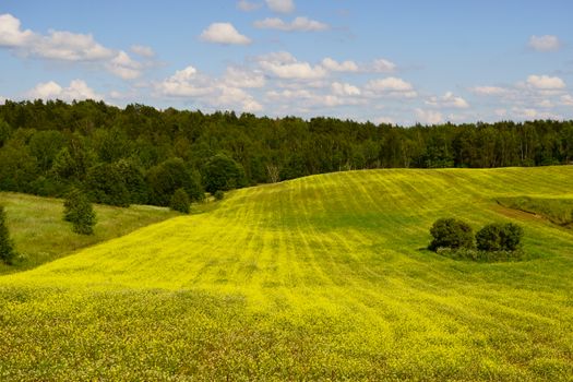 landschap met gele bloemen