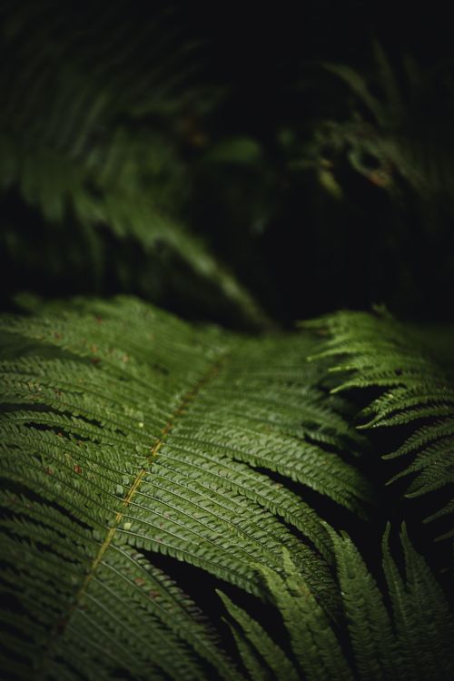 Free Deep green fern leaves in a moody forest, perfect for nature enthusiasts. Stock Photo