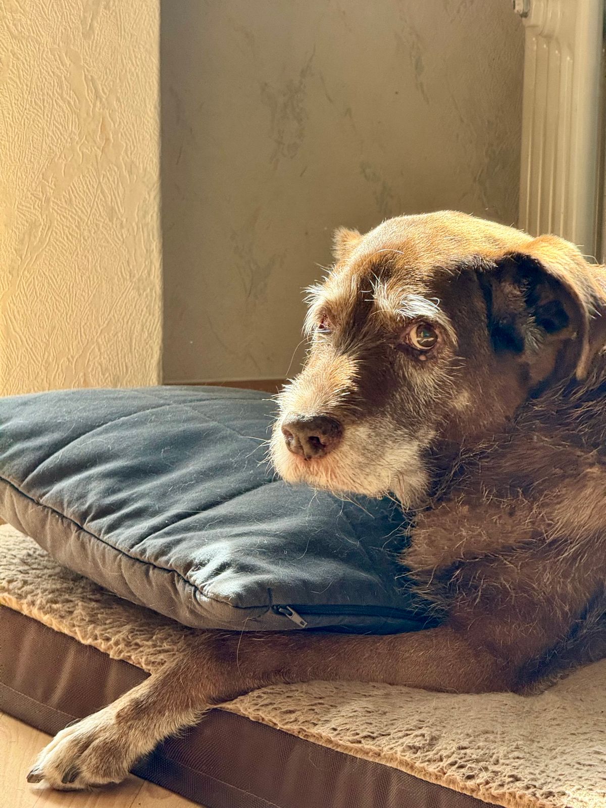 Yaşlı Köpeğim Geceleri Ağlıyor: 7 Neden ve Ne Zaman Veteriner? - Görsel 2