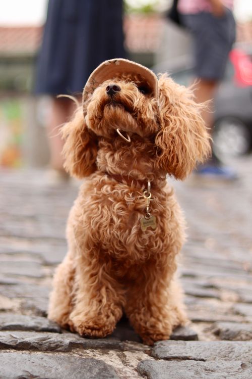 Free Adorable brown poodle wearing a hat sitting on a cobblestone street in Funchal, Madeira. Stock Photo