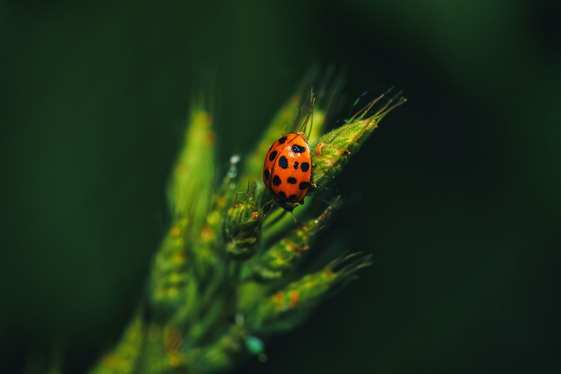 Gratuit Photos gratuites de @extérieur, après-midi, arthropode Photos