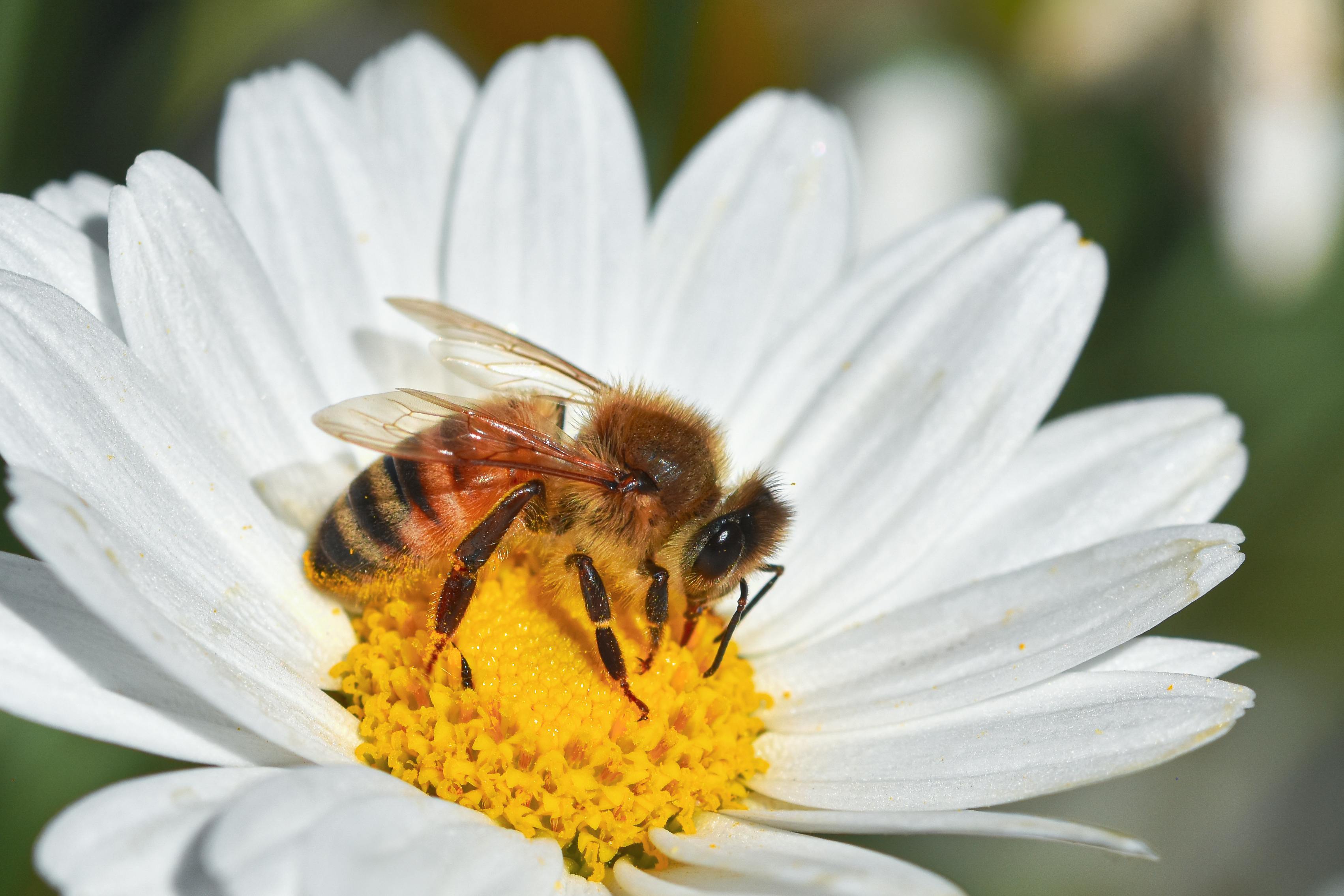 Ark Valley Civics Bee Competition to Send Three Local Students to State — Photo by Alexas Fotos on Pexels