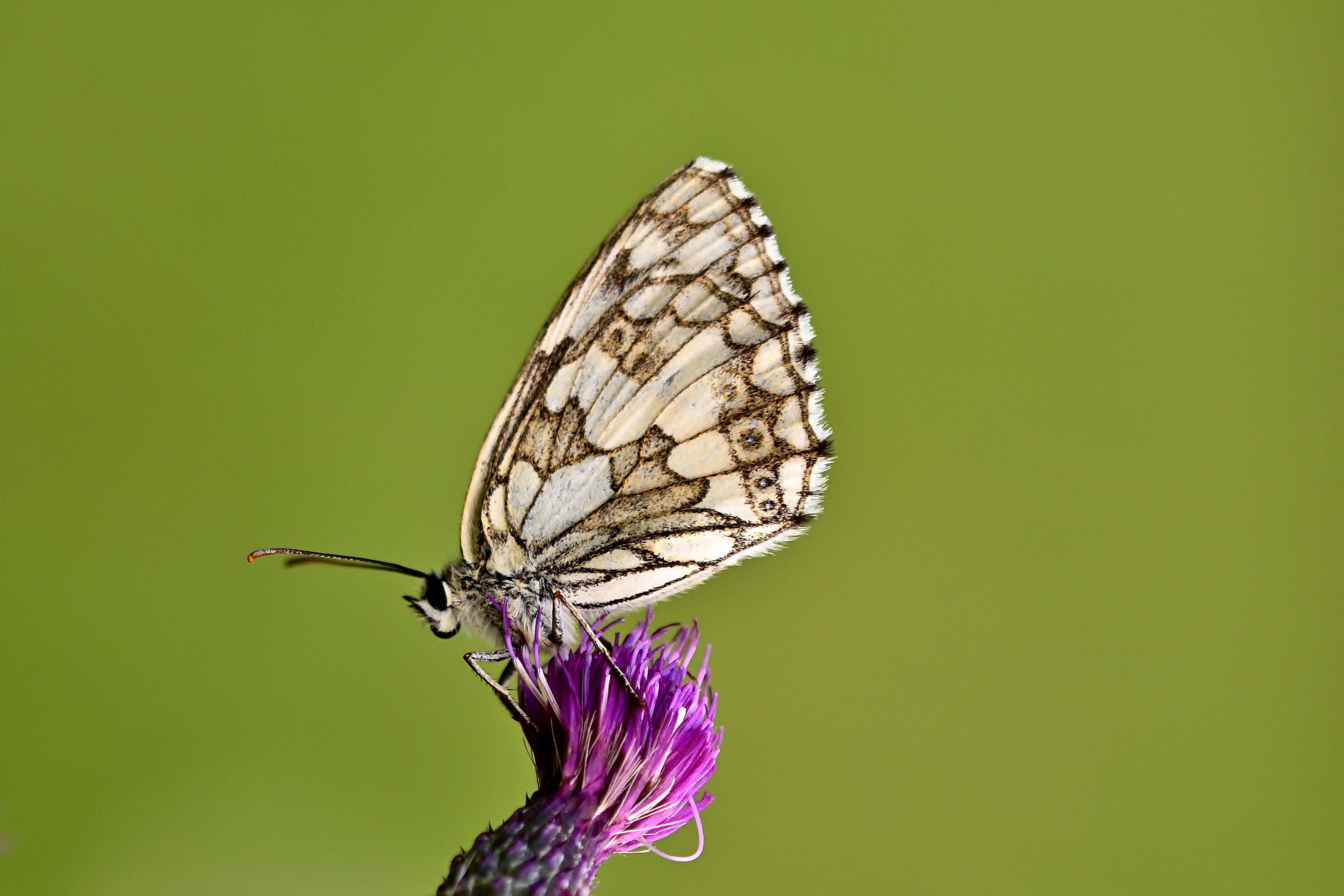 Macro Capture of a Butterfly on Thistle · Free Stock Photo
