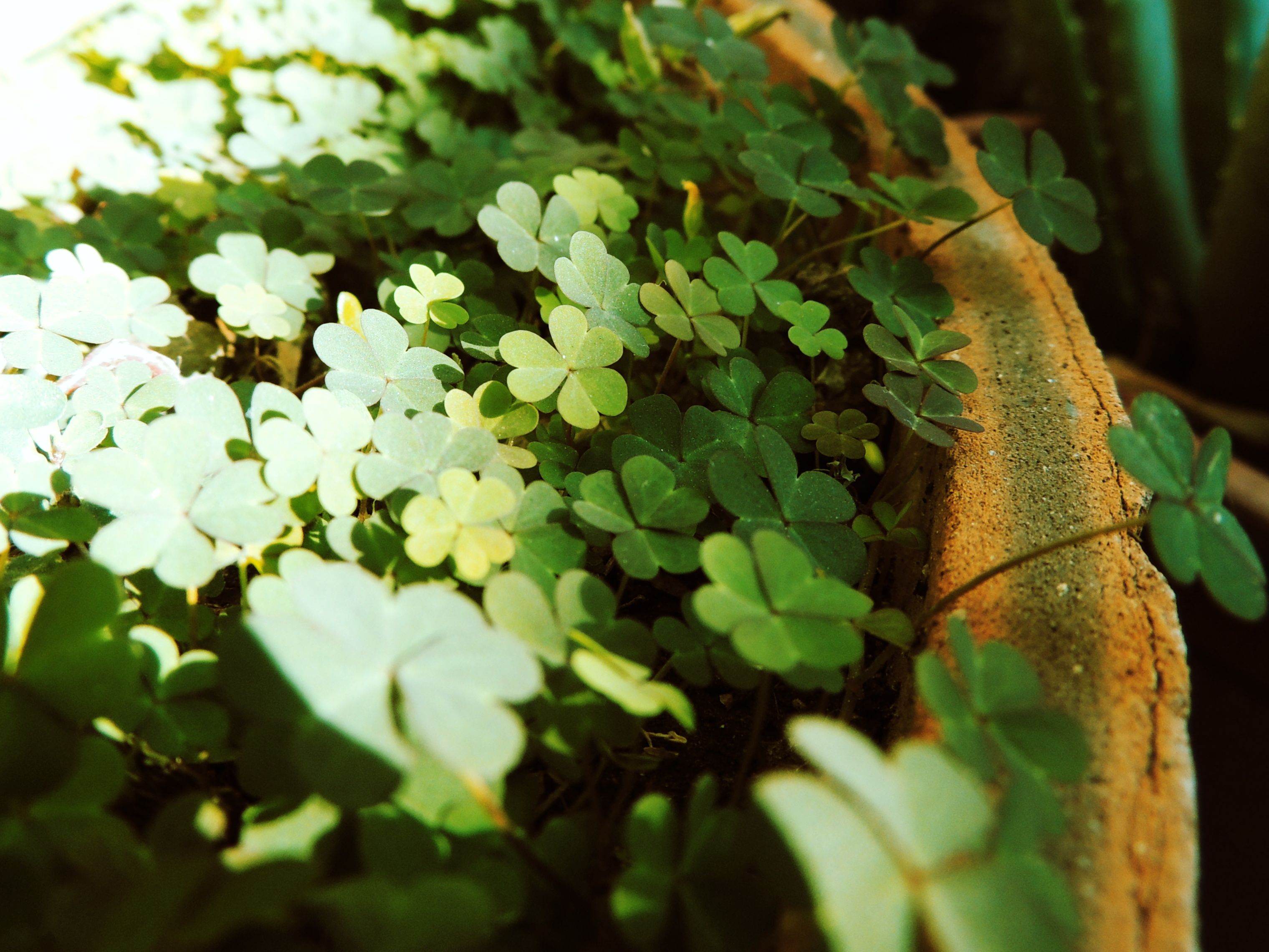 Vibrant clover leaves in sunlight, filling a rustic pot with natural greenery.