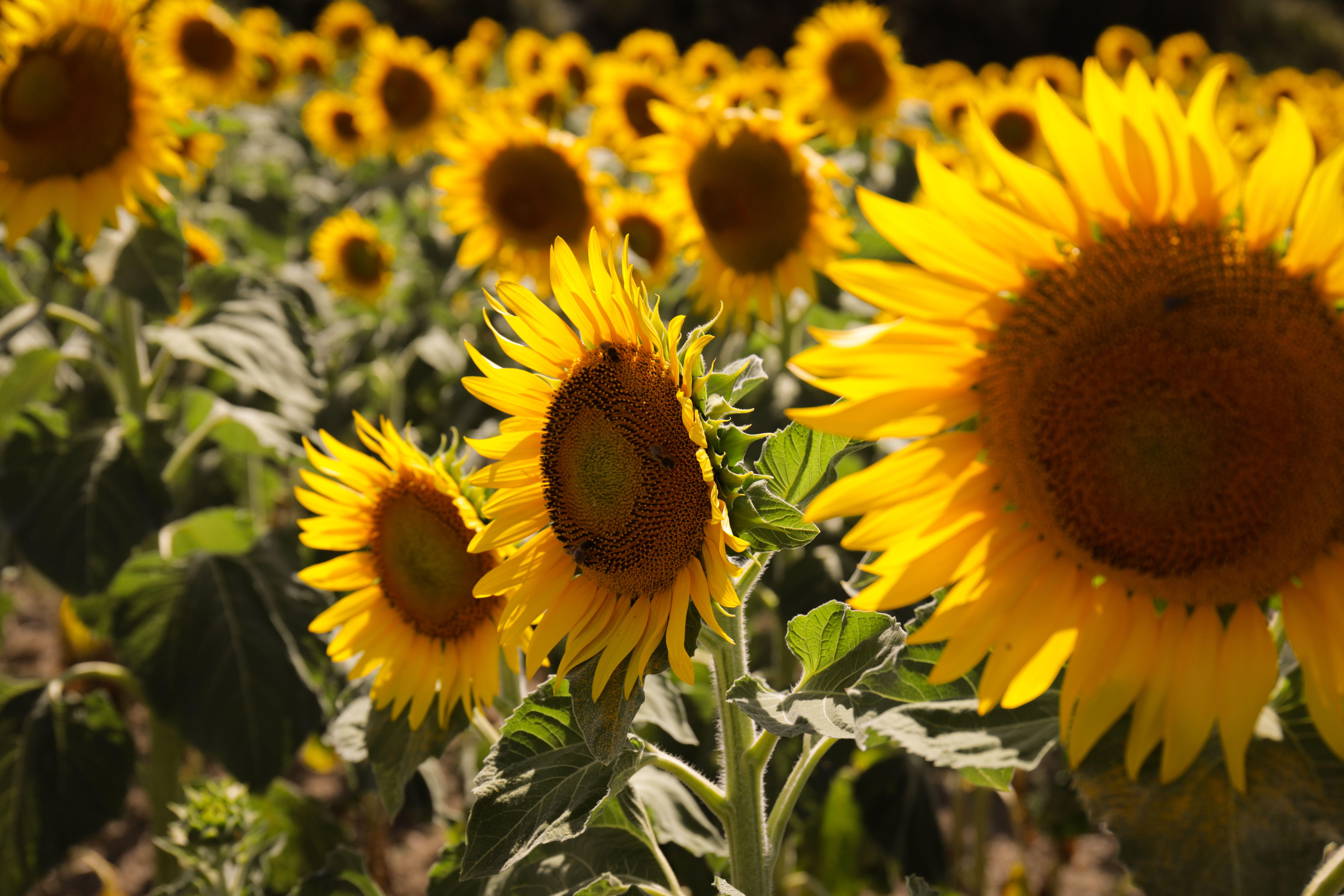 Sunflower Oil - food photo