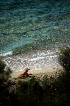 A brown dog lounging on a quiet, sunny beach with clear turquoise waters.