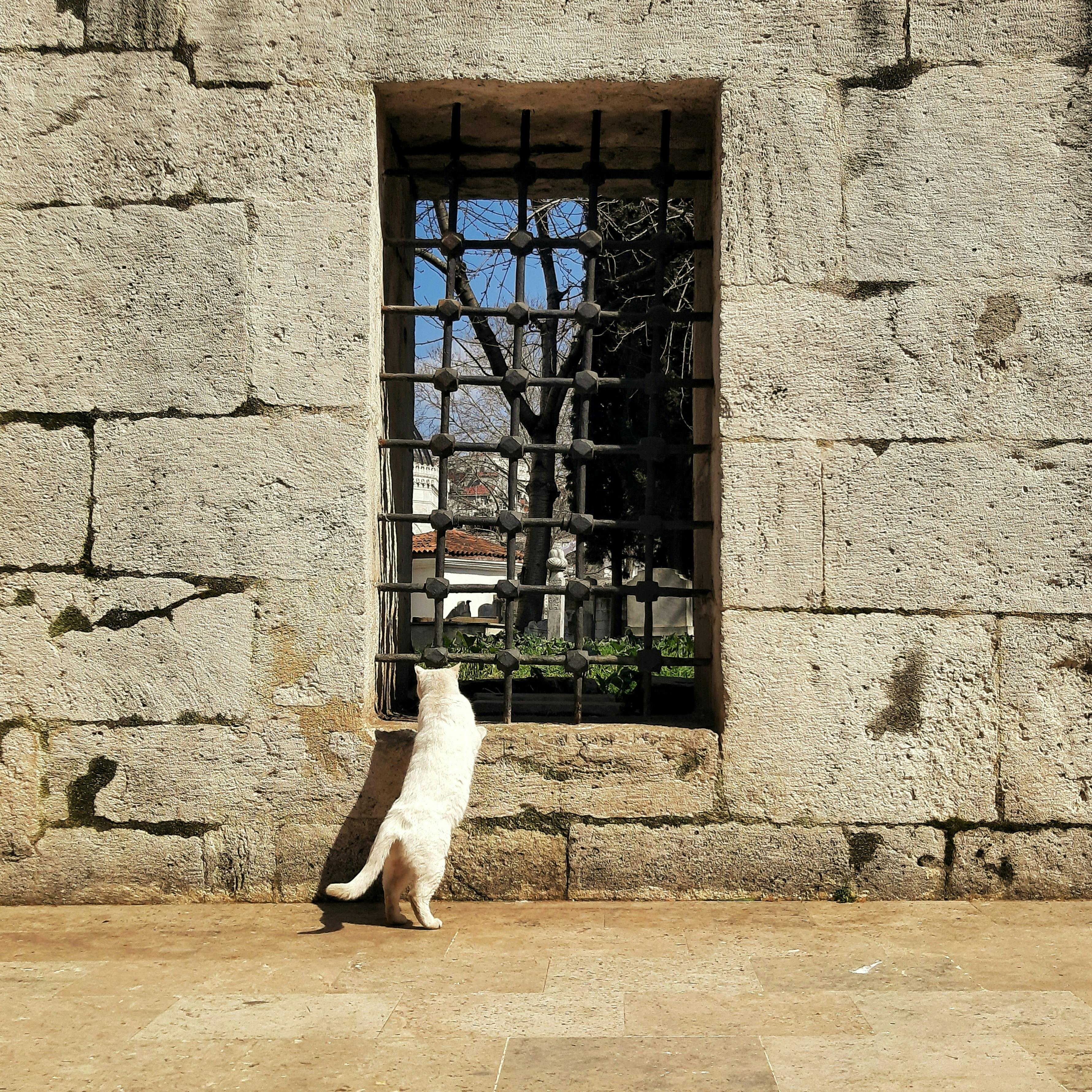 Ancient Palaces, a Cat Café, and KPop Demon Hunters—the Perfect Family Travel Itinerary for South Korea — Photo by zeynep ' o