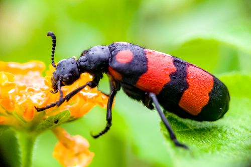 Free Macro photo of a vivid red and black beetle on a bright orange flower, showcasing natural detail and color contrast. Stock Photo