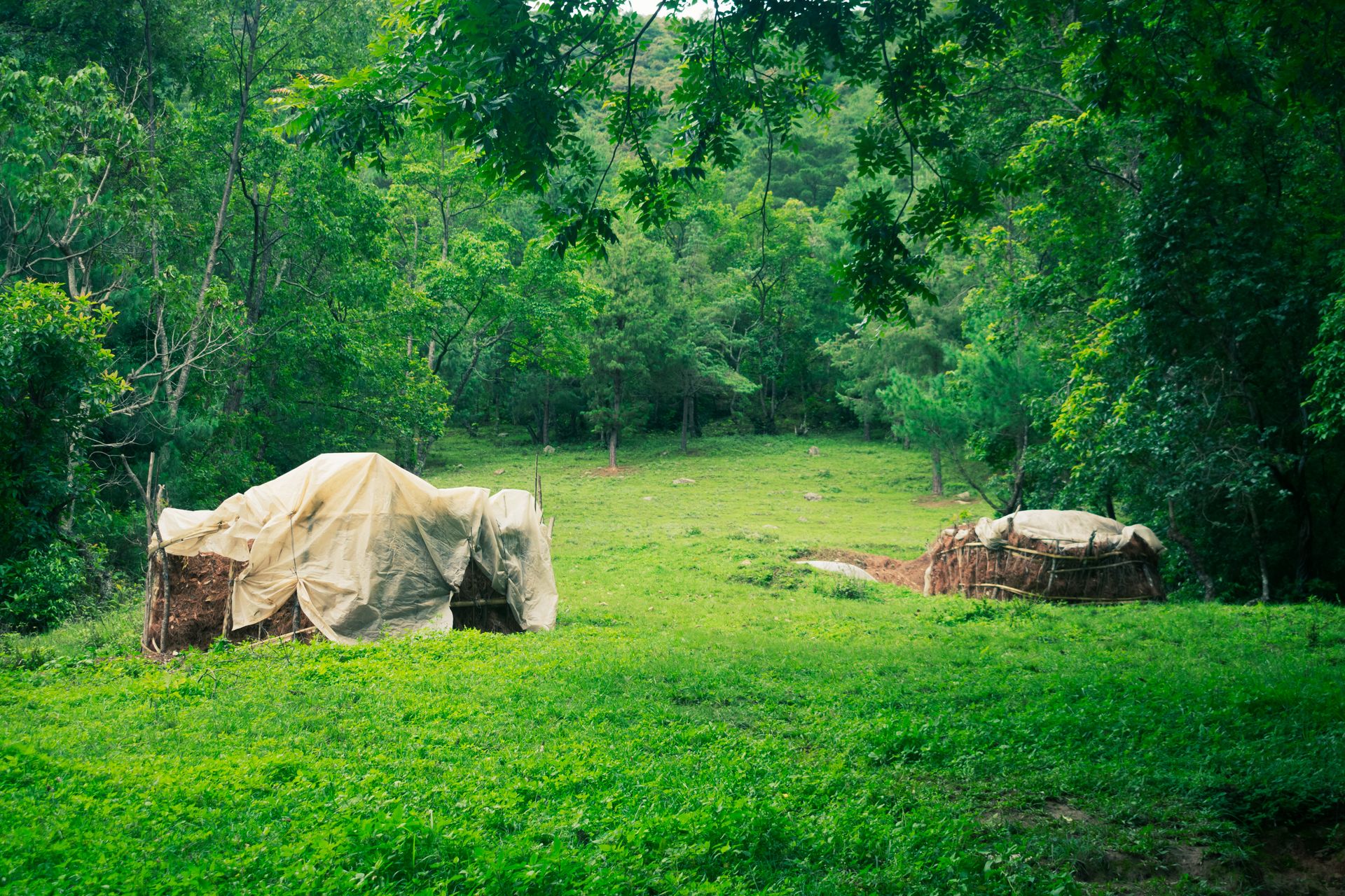 Two rustic huts covered with tarps amidst a lush green forest setting in Nepal.