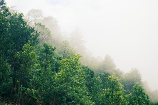 Chitwan jungle safari for rhinos — Nepal