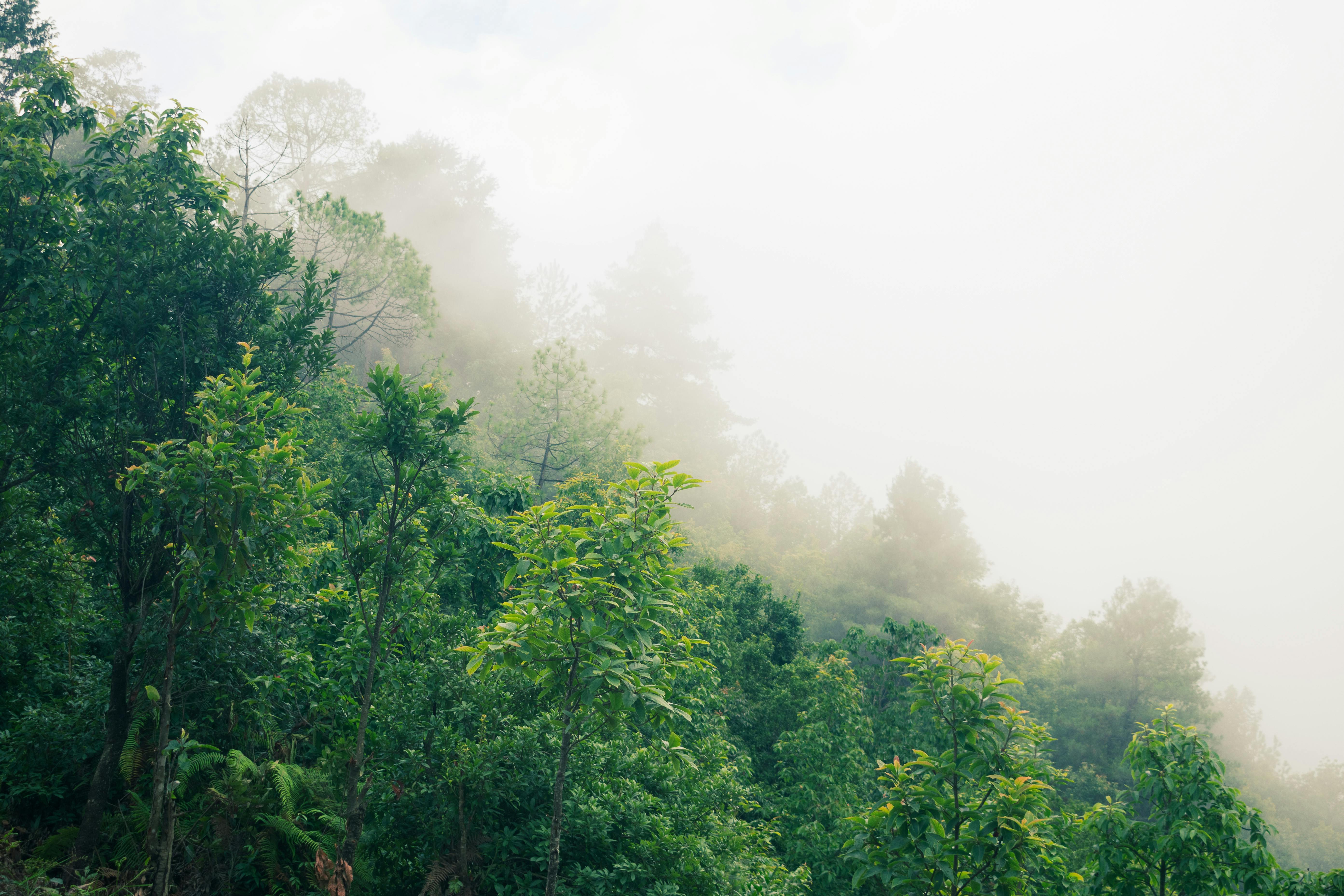 FORESTフォレスト autumn-forest-landscape-indian